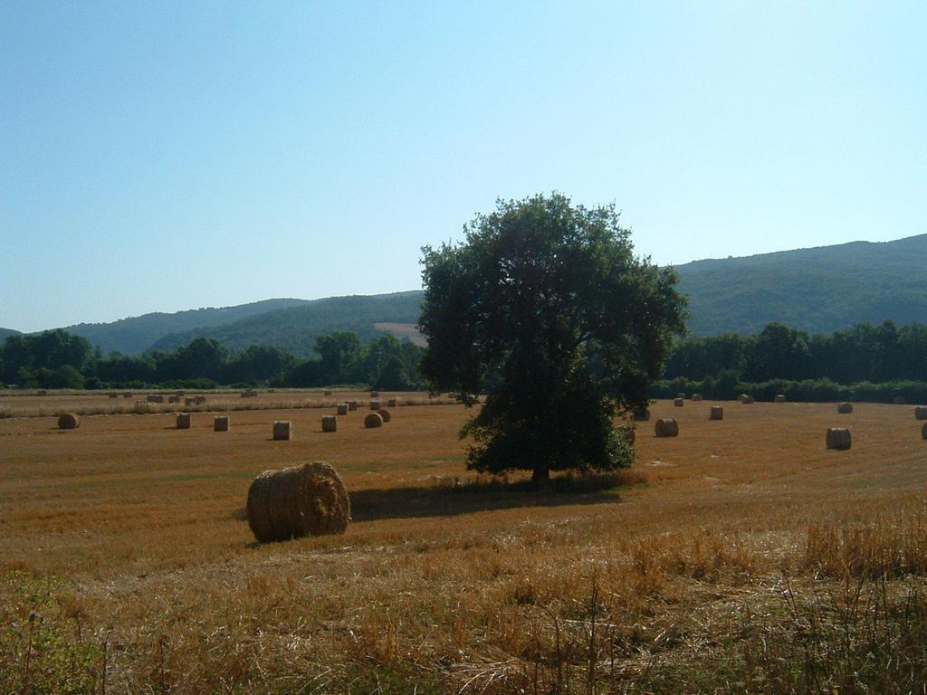 Agriturismo Il Casalino Pari Dış mekan fotoğraf